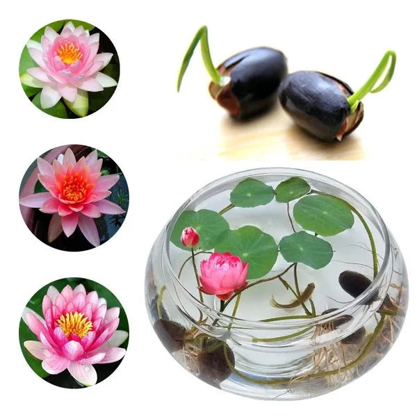 Premium Quality Lotus Flower Seeds | Pack of 50 pcs