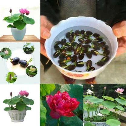 Premium Quality Lotus Flower Seeds | Pack of 50 pcs