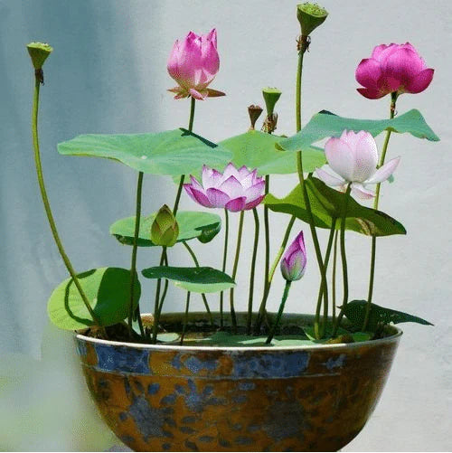 Premium Quality Lotus Flower Seeds | Pack of 50 pcs