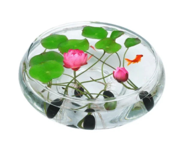 Premium Quality Lotus Flower Seeds | Pack of 50 pcs