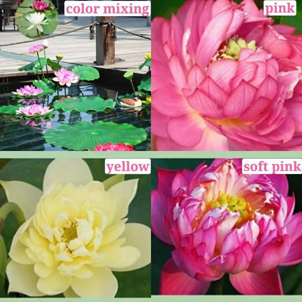 Premium Quality Lotus Flower Seeds | Pack of 50 pcs