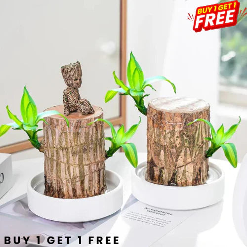 Lucky Wood Plant | BUY 1 GET 1 FREE 🔥